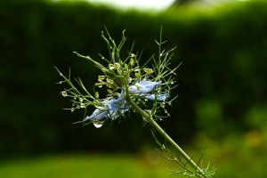 03.06.2026 - Ein Regentag