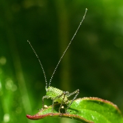 Udo Klaus