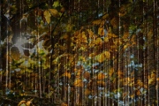 Reiner Sichler