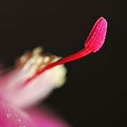 Fincke-Melke Barbara Kaktusblüte