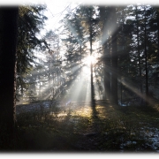 Hackner Gerhard Wald
