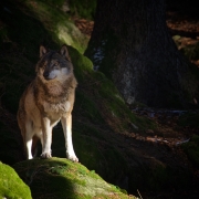 Gerhard Hackner