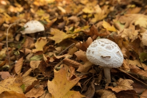 08.11.2016 - Herbst