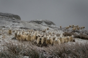 Stefan Kley - Schafe auf der Isle of Skye