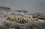Stefan Kley - Schafe auf der Isle of Skye