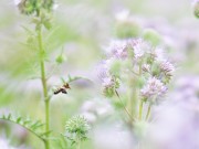 Victoria Haas