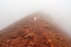 La Palma 7
