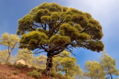La Palma 2