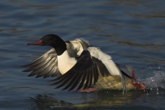 Gänsesäger