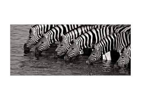 Zebras