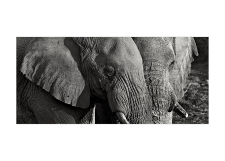 Elefant