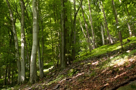 Leiten Jochenstein