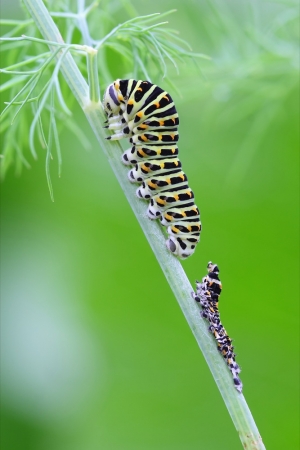 Schwalbenschwanzraupe