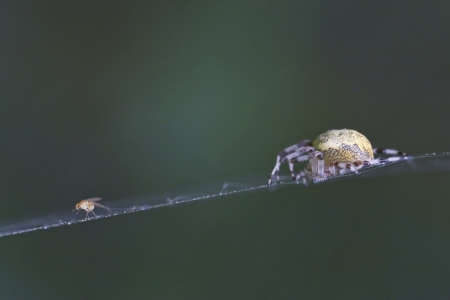 Kreuzspinne