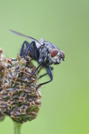 Fleischfliege