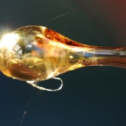 Harztropfen mit Spinnweben