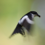 Halsbandschnäpper im Flug
