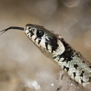 Ringelnatter in Aktion