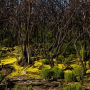 La Gomera 1