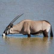 Oryx