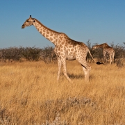 Giraffen