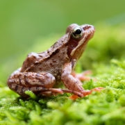 Donauleiten - Springfrosch
