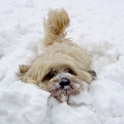 Gypsy - Snow swimming