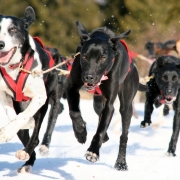 Hundeschlittenrennen - Action