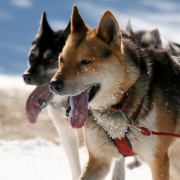 Hundeschlittenrennen - Schon ruhiger