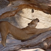 Tiere - Königin
