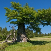 Schachten