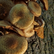 Baumpilze