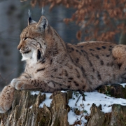 Luchs im Tierfreigelände II