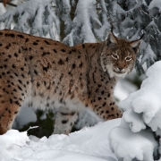 Luchs im Tierfreigelände I