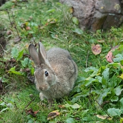 Kaninchen, Schottland