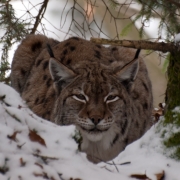 Luchs im Nationalpark-Gehege