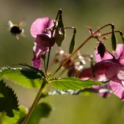 Springkraut