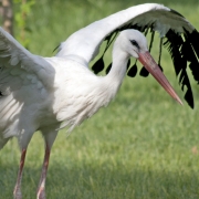 Storch im Park, Taschkent
