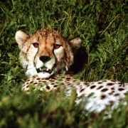 Gepard, Masai-Mara, Kenia