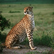 Gepard auf einer Anhöhe in der Masai Mara, Kenia