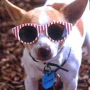 Australien, an der Ostküste trafen wir diesen kleinen Hund mit seiner Sonnenbrille