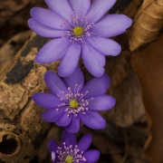 Leberblümchen