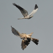 Balzflug der Wiesenweihe