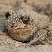 Knoblauchkröte im Sand