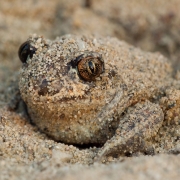 Knoblauchkröte im Sand