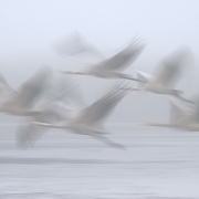 Kraniche im Nebelflug