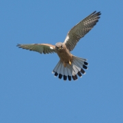 Turmfalke im Flug