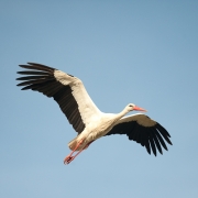 Weißstorch