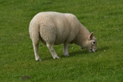 Wohl genährtes Schaf