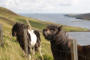 Shetland-Ponys
